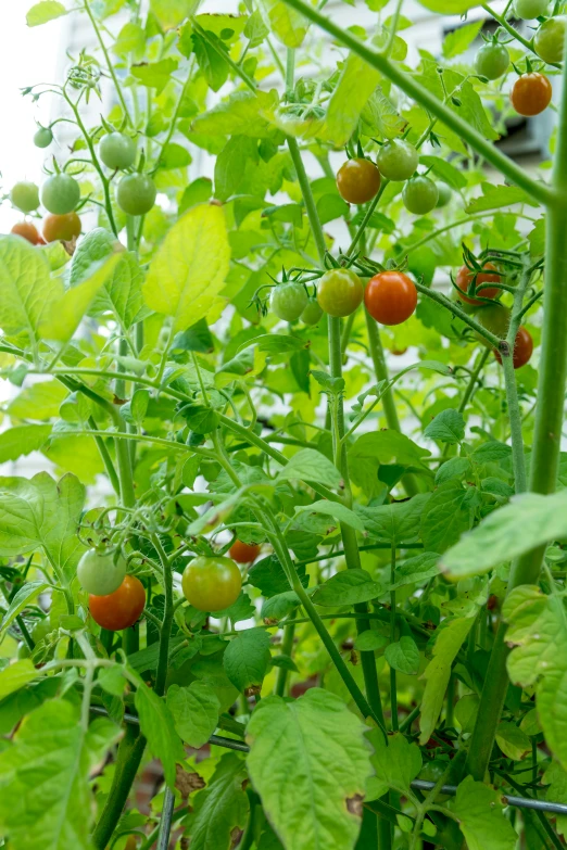 many fruits growing in the garden on the tree