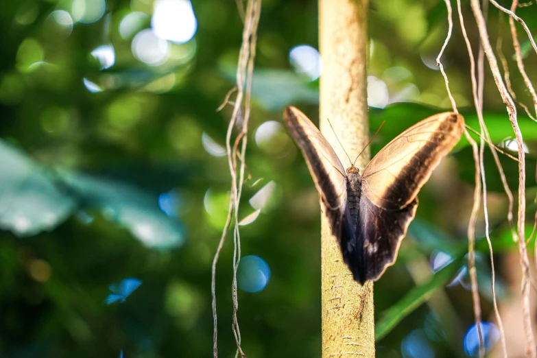 a moth hanging upside down on a leafy nch