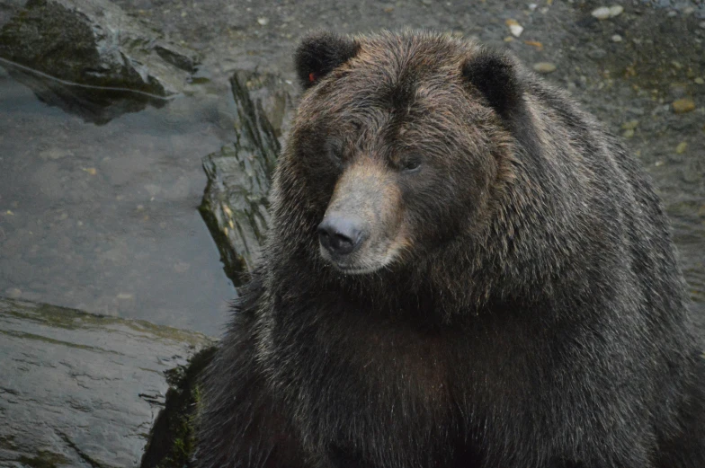 an image of a grizzly bear in the forest