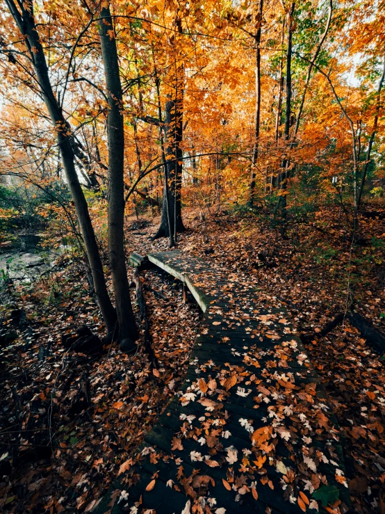 a wooded trail covered in fall foliage