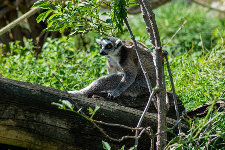 a lemur bear is sitting on the ground near a tree