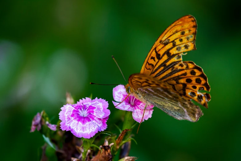 a close up of a erfly on some flowers