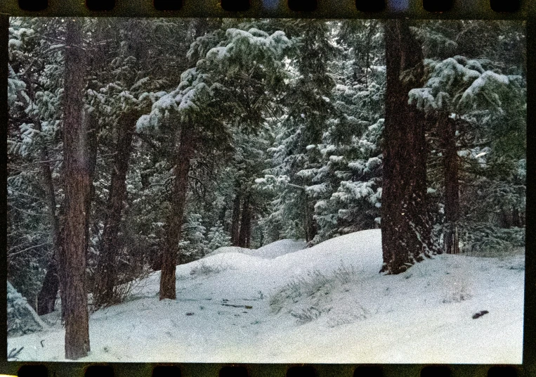 a snowy forest with trees and some snow