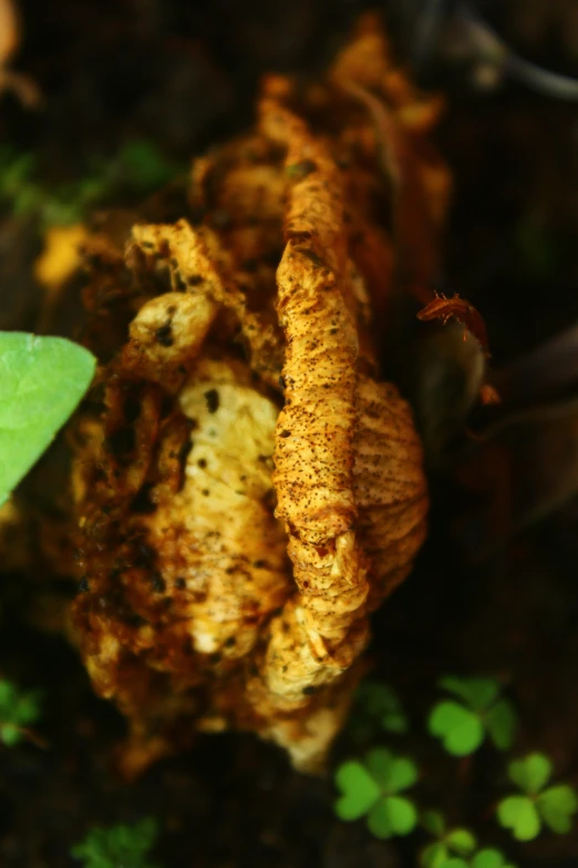 this is an image of dried mushroom pieces