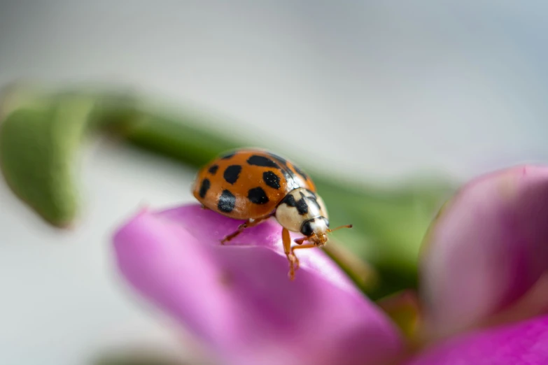 ladybug sitting on the back end of purple flowers