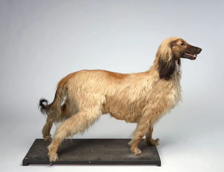 a very pretty dog standing on top of a black plate