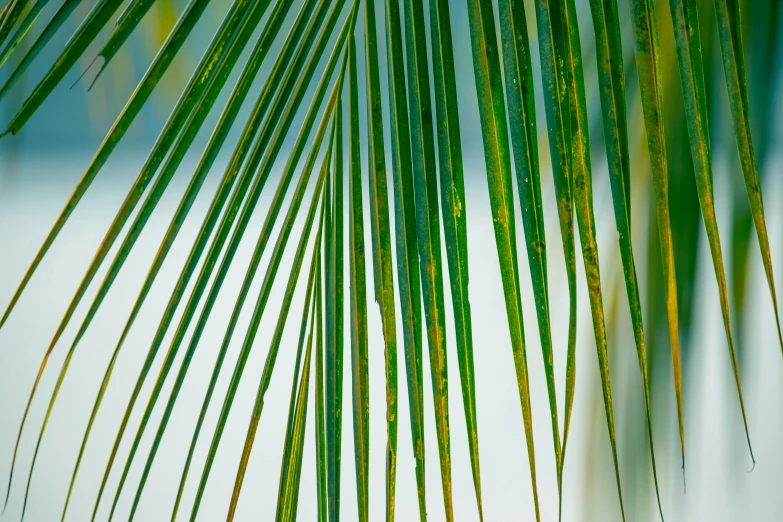 a palm tree that is very close to the ground