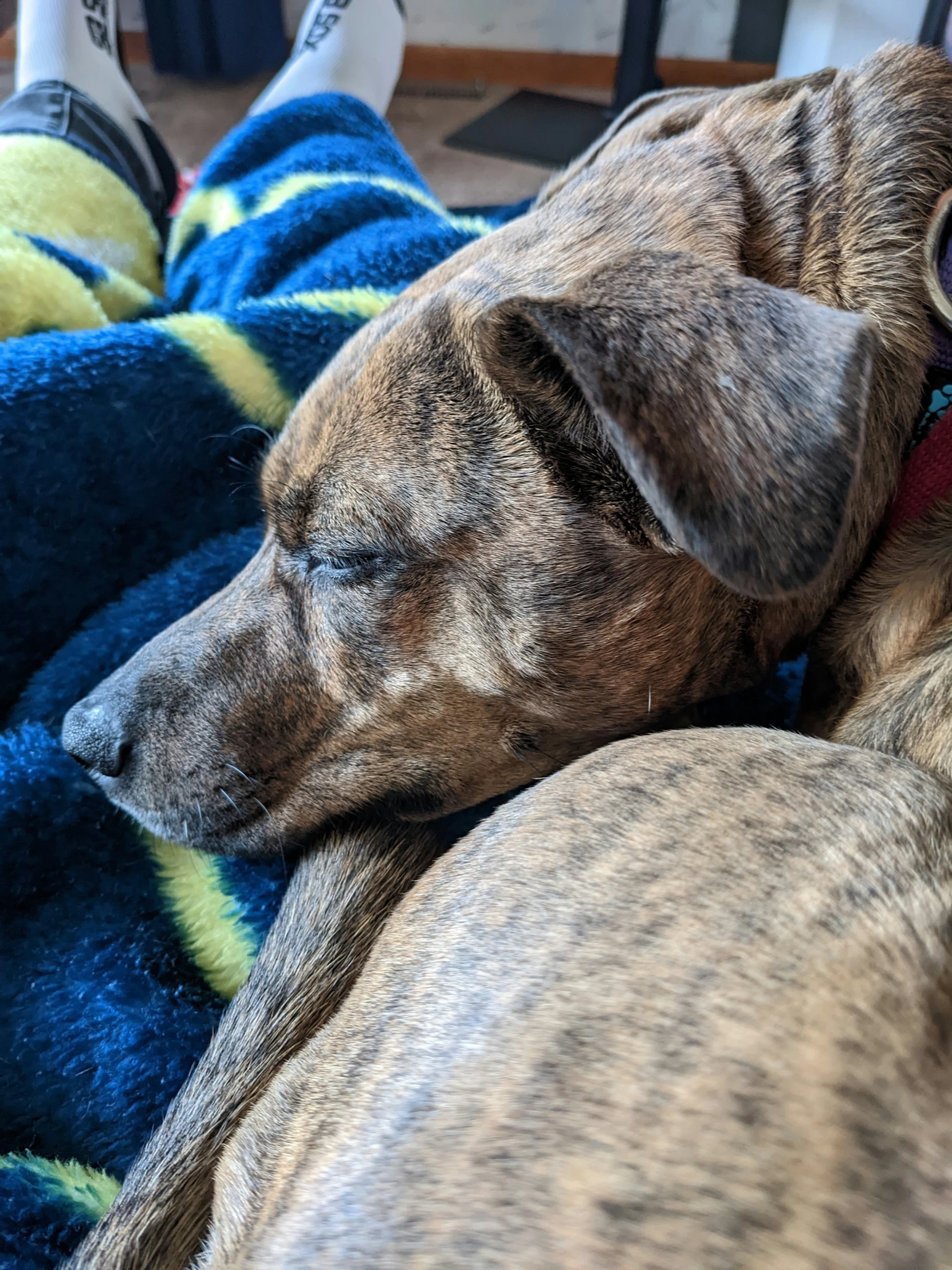 the dog is sleeping on the colorful blanket