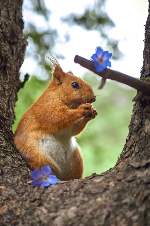 a squirrel is peering out from the tree