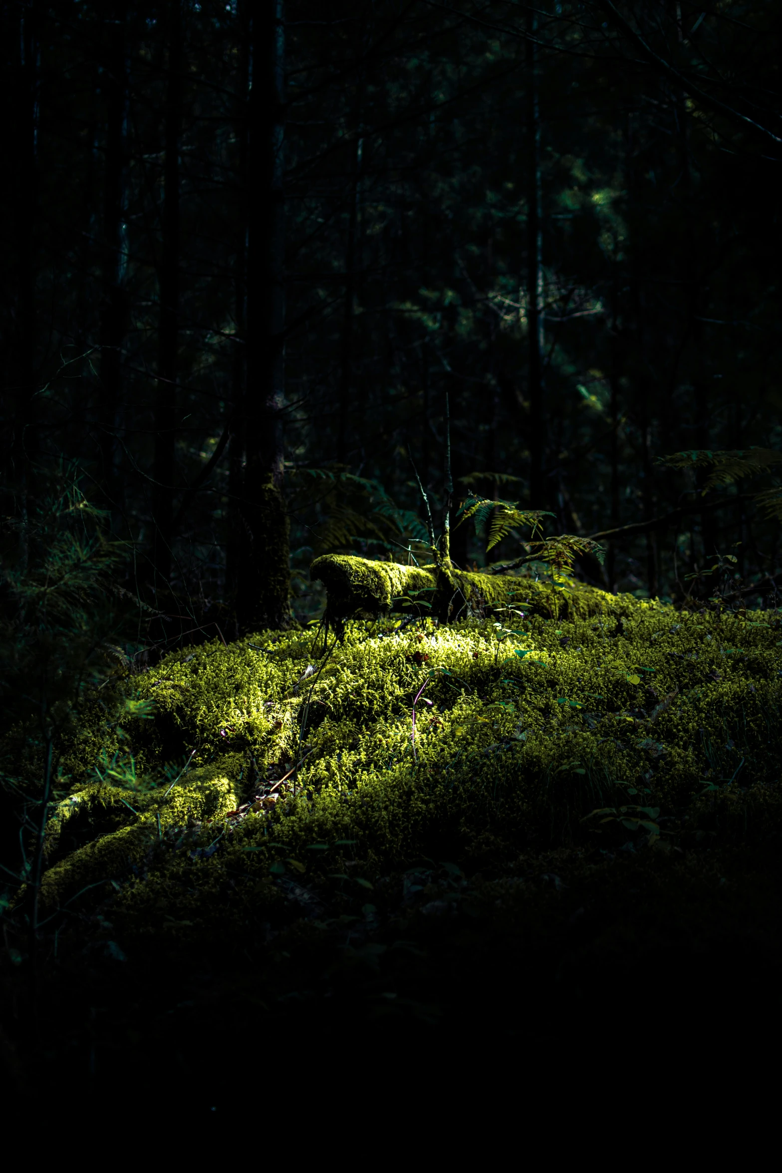 dark po of bright green moss in a forest