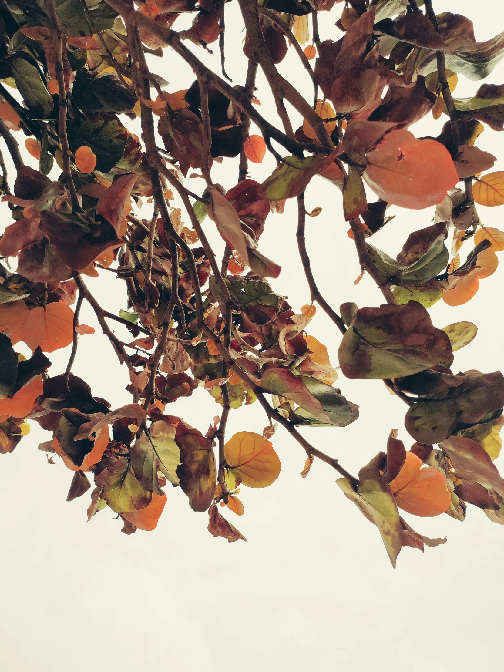 a nch of an orange tree with lots of small fruit hanging from it's leaves