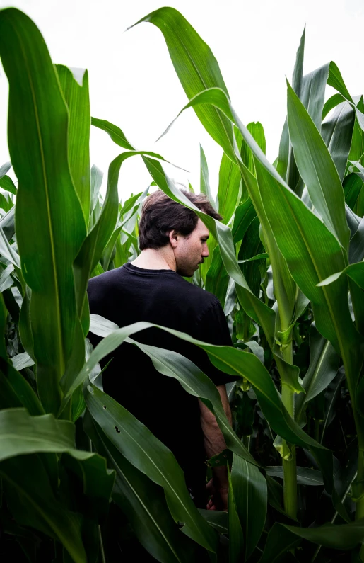 a man standing in a large corn field