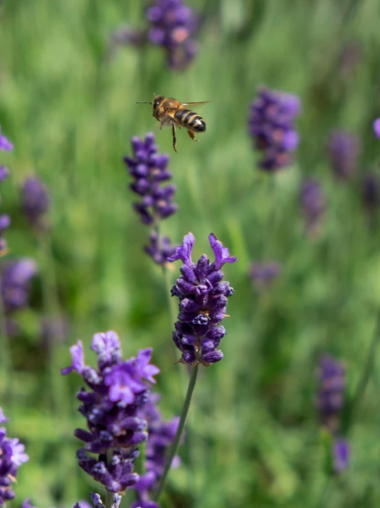 a bee flying over some purple flowers in the grass