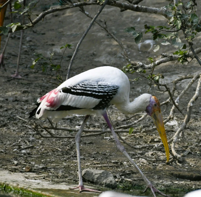 a large bird with a long neck is bending down