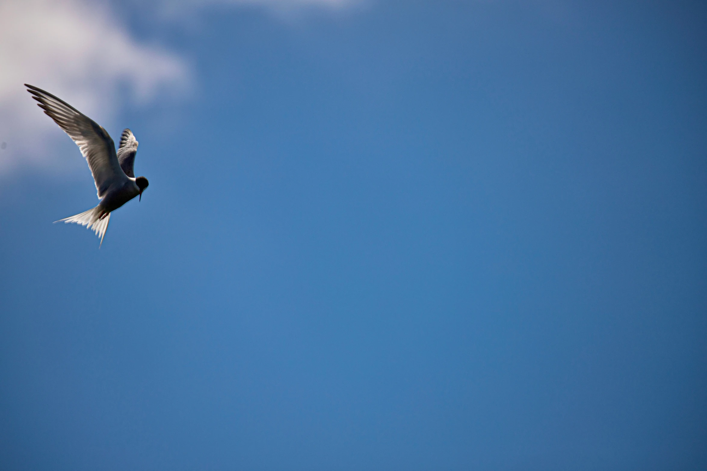 a bird flying in the sky with its wings spread