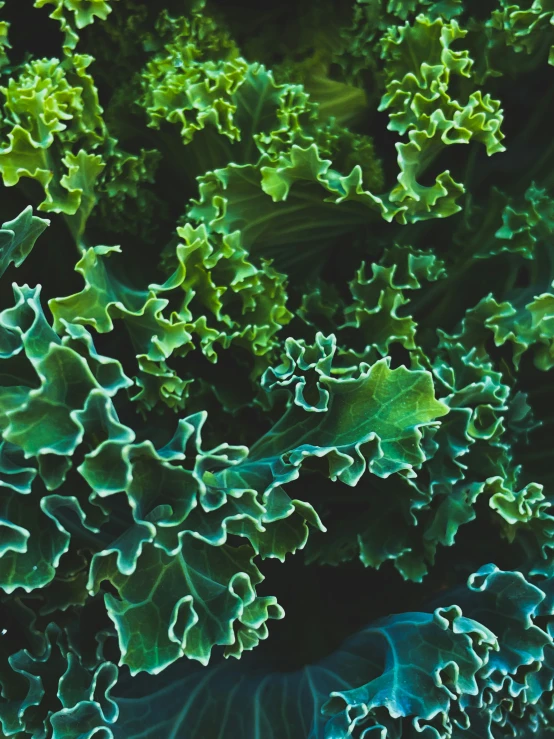 close up image of leafy greens with green stems