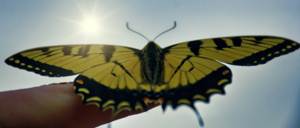 a yellow erfly perched on a human finger