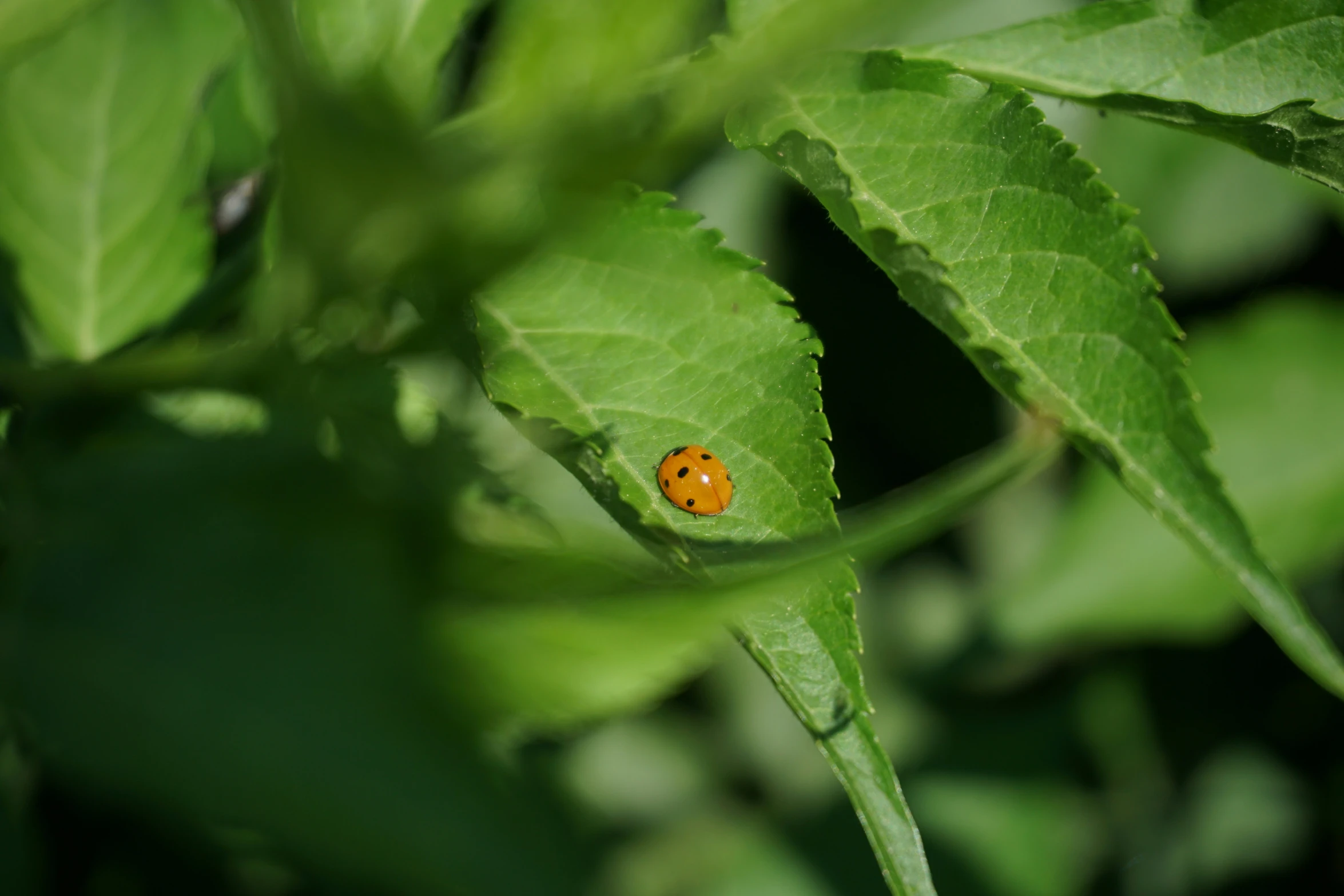 there is a small orange bug that is crawling on a leaf