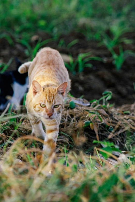 two cats are in the grass one is orange, the other is black