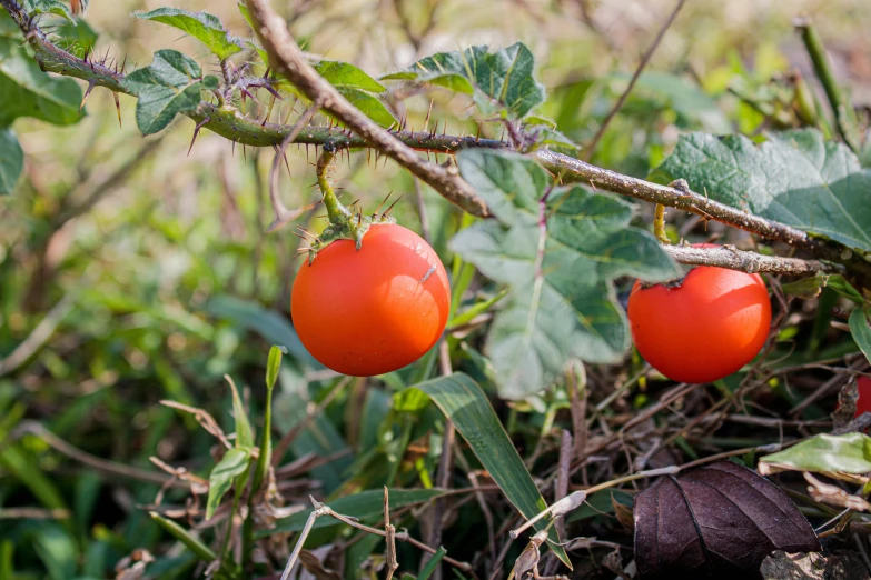 three tomatoes on a tree near some plants