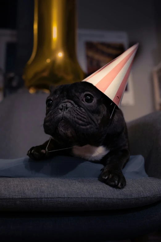 a dog wearing a party hat on top of a couch