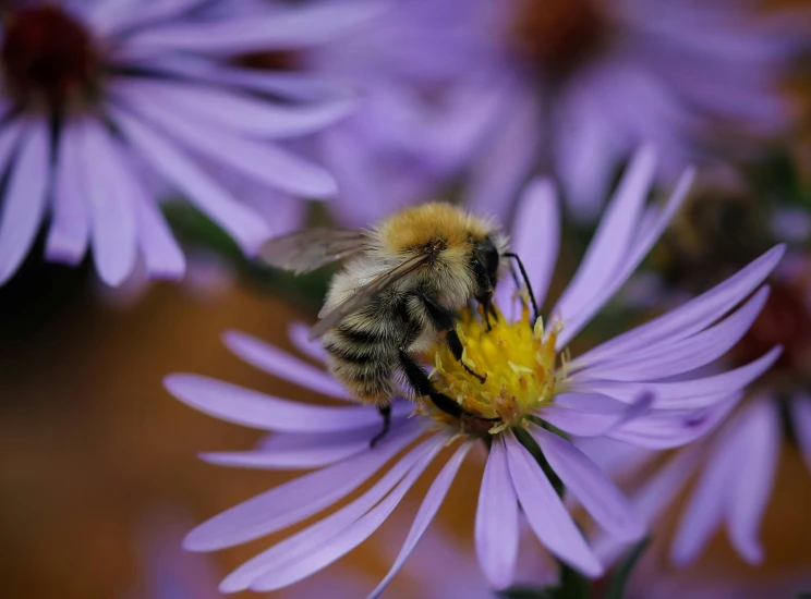 a bee is collecting pollen on purple flower
