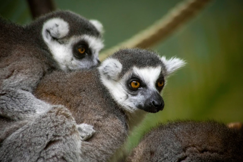 a pair of lemurs sit together next to each other