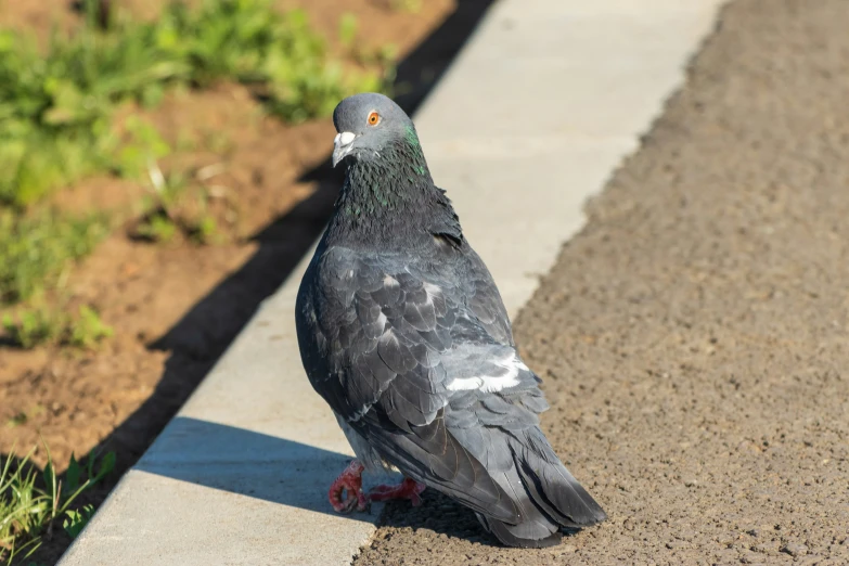 a pigeon standing on the side of the road