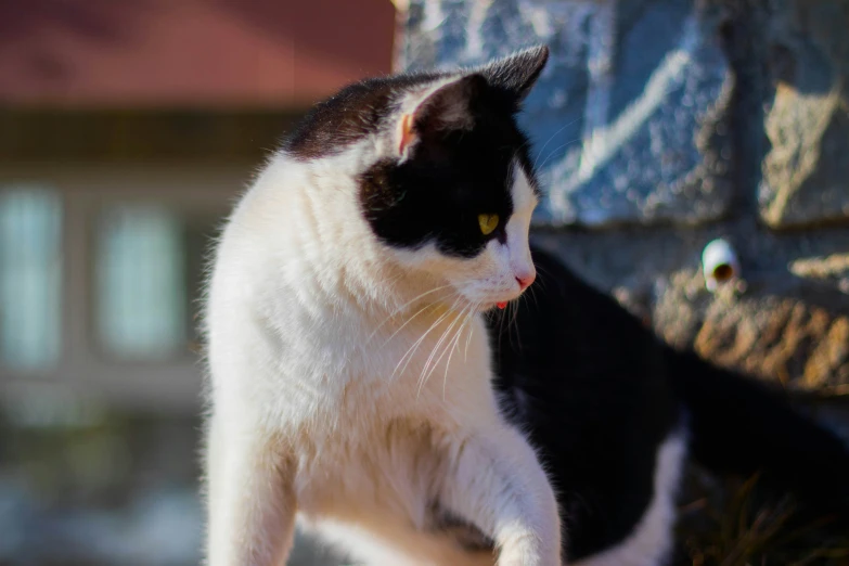 a black and white cat perched on a rock ledge