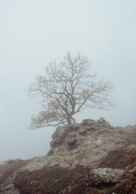 the tree is standing alone on the rocky hill