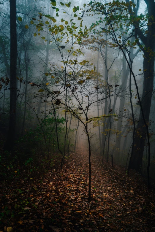 an image of foggy woods in the fall