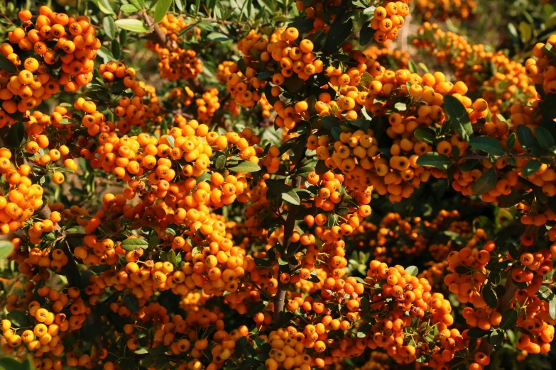 small bright orange berries are on the tree