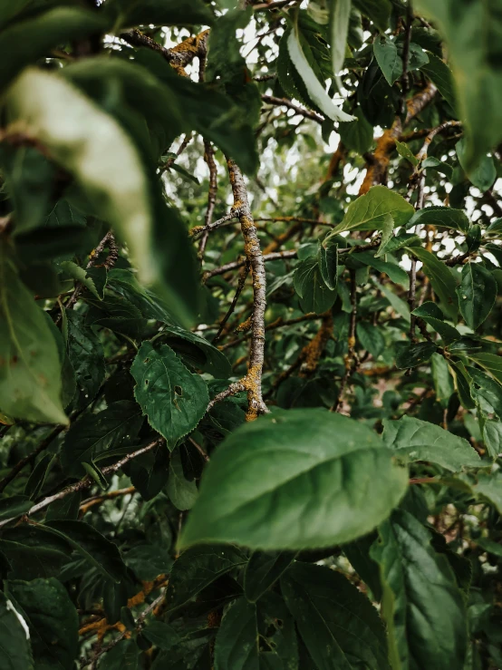 the nch of a large tree with many leaves on it