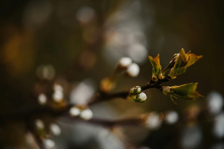 a budding tree with lots of leaves, and white flowers