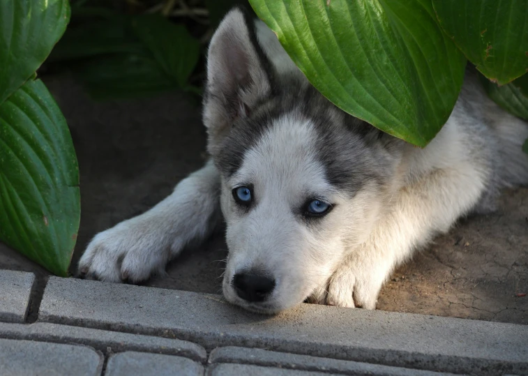 there is a blue eye puppy laying on the floor