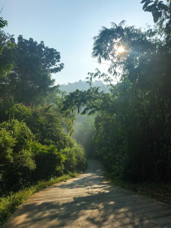 an open dirt path through a green forest