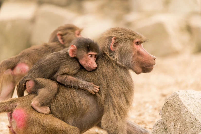 a family of monkeys sits on some rocks