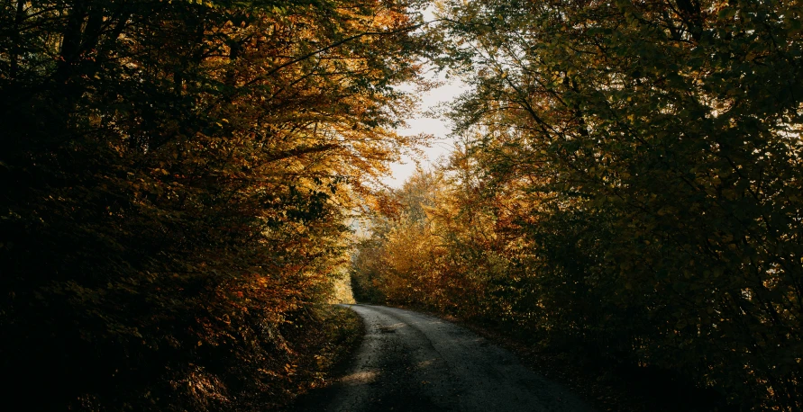 a lonely empty road surrounded by trees and leaves