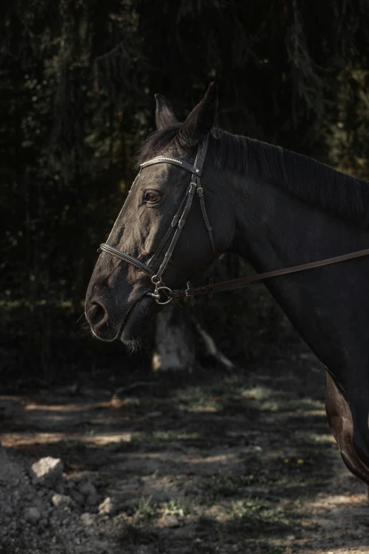 the horse is standing outside in the forest