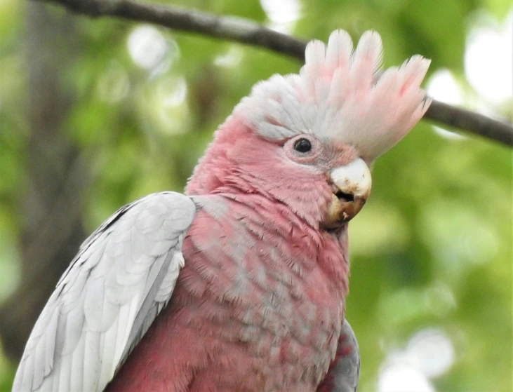 a pink bird with white feathers perched on a tree nch