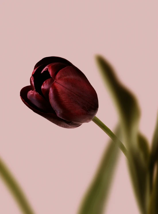 a single dark red flower that is on a plant