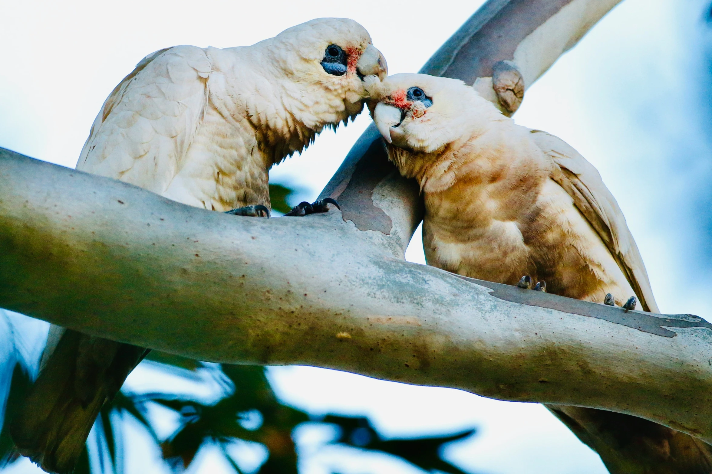 two white birds sitting in the tree nch