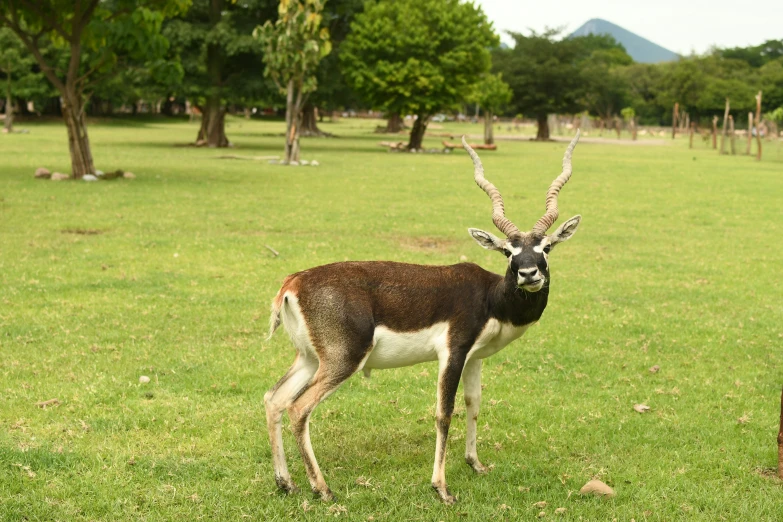 a small animal in an open field of grass