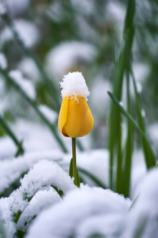 a small yellow flower surrounded by snow in a field