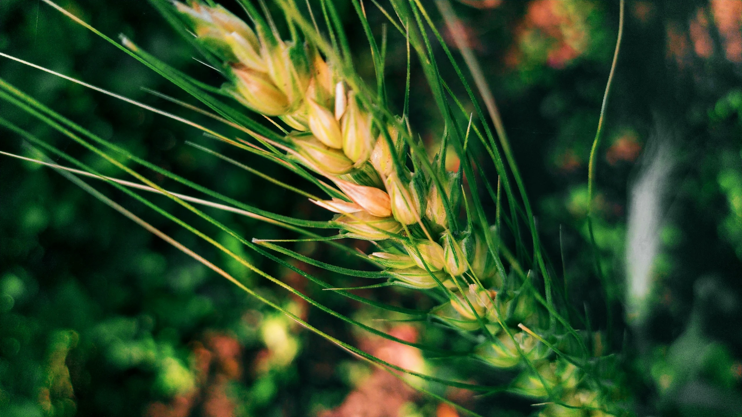 close up of a plant with some sort of stalk