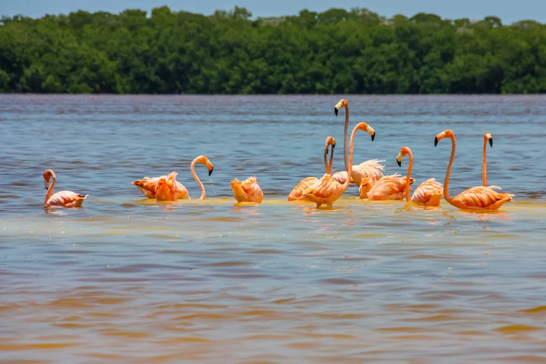 there are many flamingos wading in the water