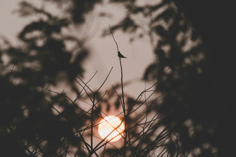 the sun peeking through the nches of a tree