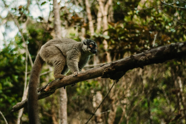 a ring tailed lemur looking to the side in the forest