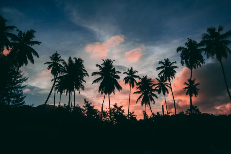 an image of palm trees in the night