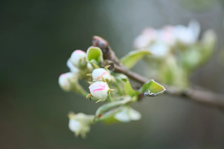 some flowers on a tree nch with buds